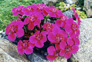 Dianthus alpinus 'velours bordeaux'